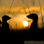 Александр Литвинов