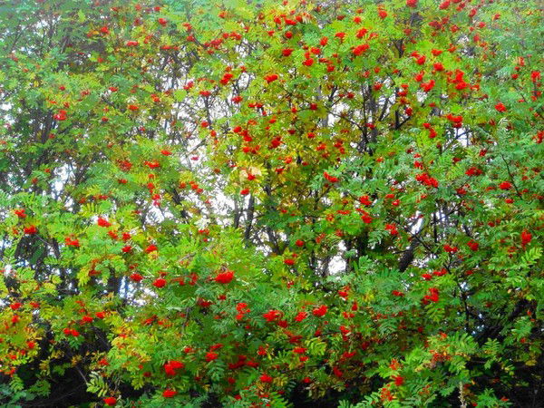 Игорь Черкасов