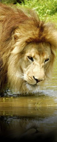 Kawaii (Дима) Jk