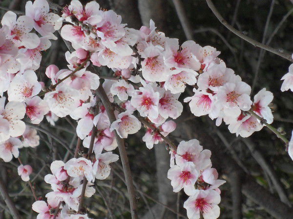 Елена Плешкова