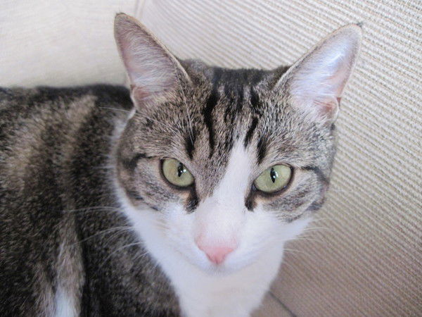 Дима Могилевский