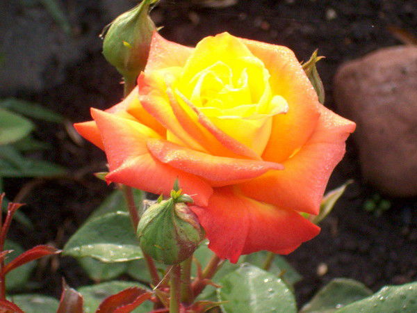 Ирина Баранова