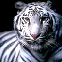 Артём Никулин