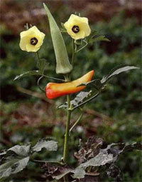 Людмила Андрианова