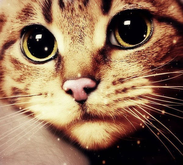 Ирина Семенова