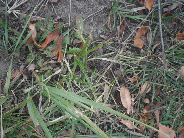 Владимир Золотухин