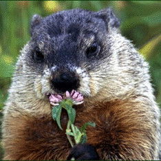 Светлана Сазонова