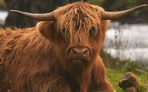 Индулис Залцманис