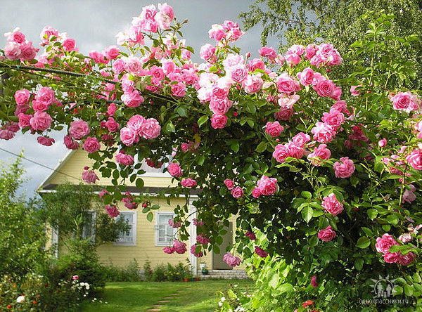 Ольга Федосеева