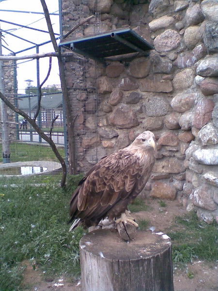 Дима Рыхлицкий