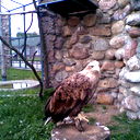 Дима Рыхлицкий