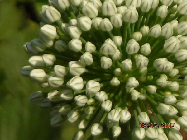 Елена Токачева