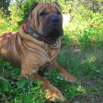 Олеся Быковская