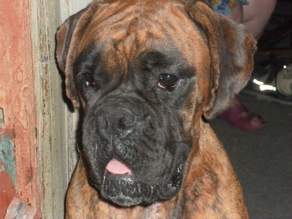 Николай Грязнов