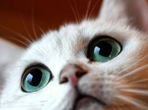 Любовь Лихачева