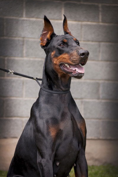 Алексей Брандаусов