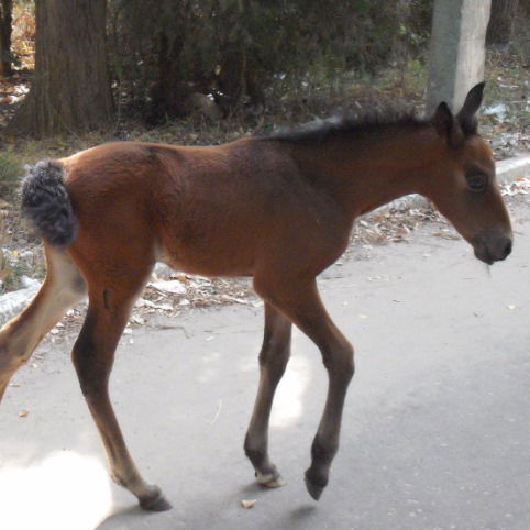 Александр Сушков
