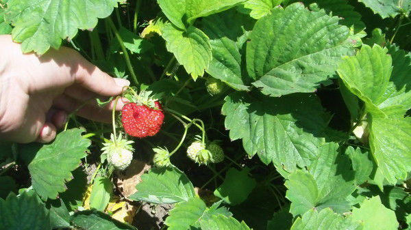 Ольга Дробот