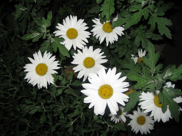 Елена Гейко