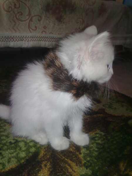 Павел Колесников