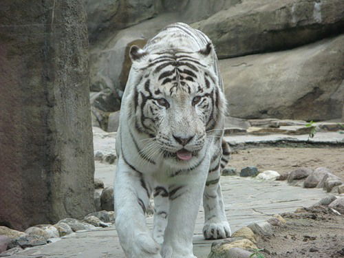 Олег Чуйков