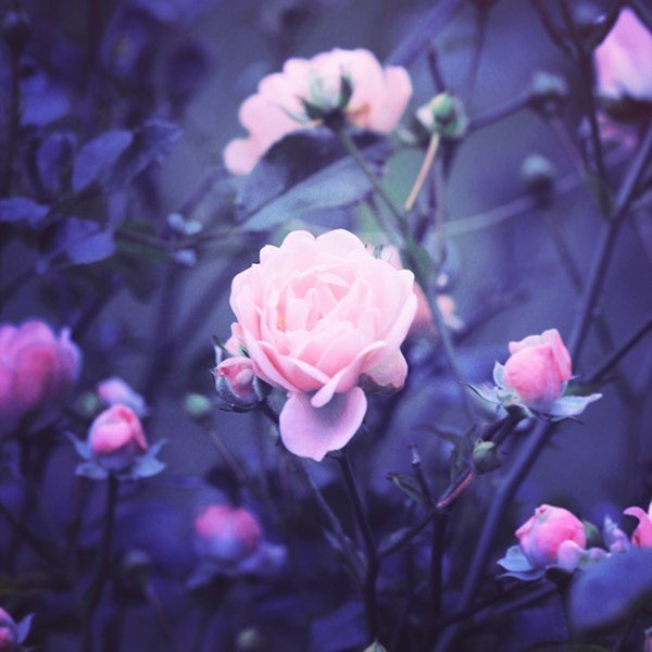 Жанылсын Кабдраш