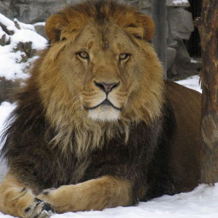 Арыстанбек Арыков