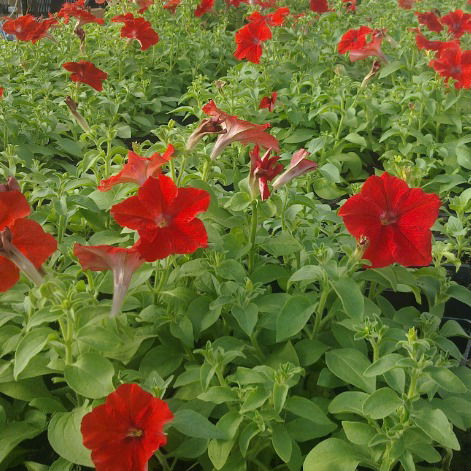 Своя Тепличка