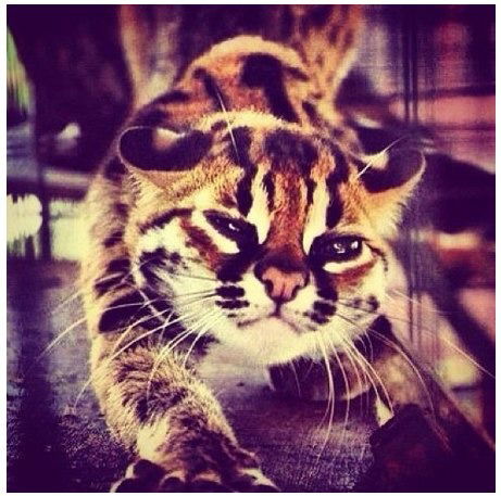 ************* ***********