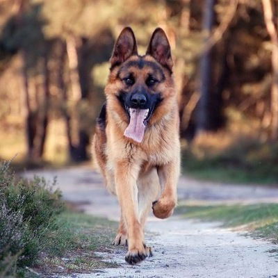 Алишер Хасенхан