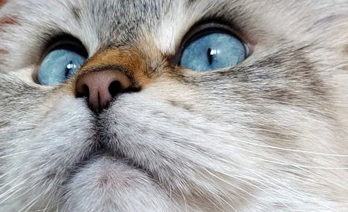 Ирина Селиванова