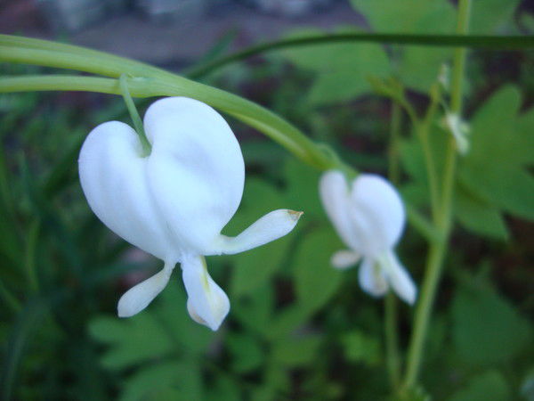 Неля Ахмадышина