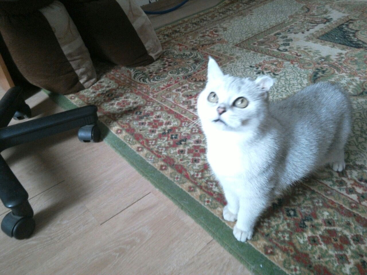 Олеся Ливанова