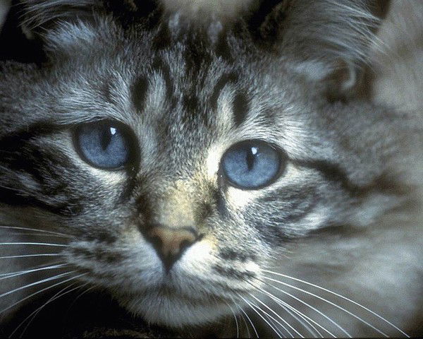 Татьяна Емельянова