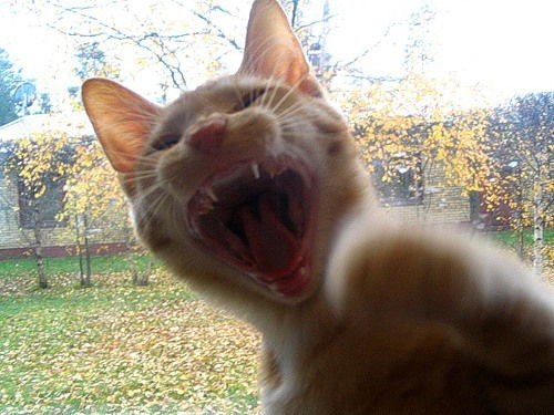 Григорий Пахоменко