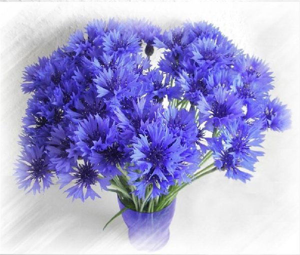 Ljudmila Afanassjeva