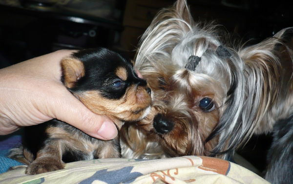 Елена Тамаркина