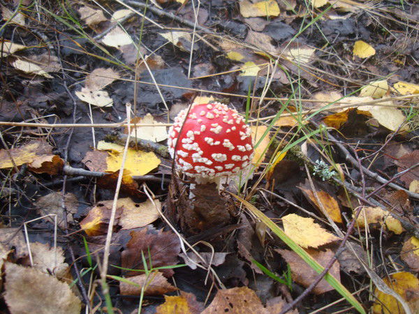 Екатерина Мамбетова