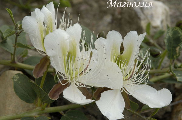 Миронова Надежда