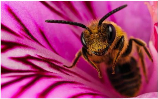 Ольга Коренюгина