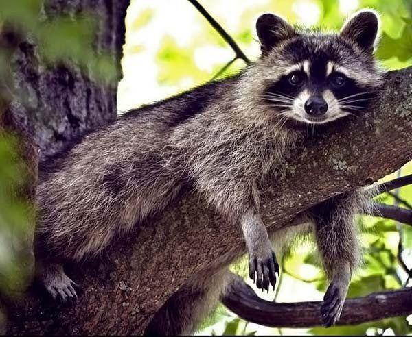 Эльвира Абдуллаева