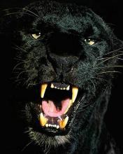 Александр Кот