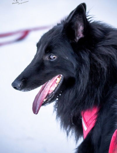 Татьяна Перевертайло