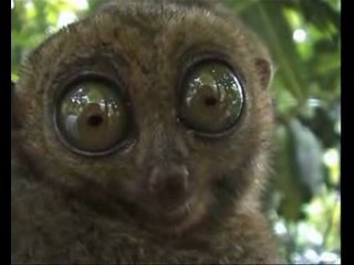 Алексей Губарев