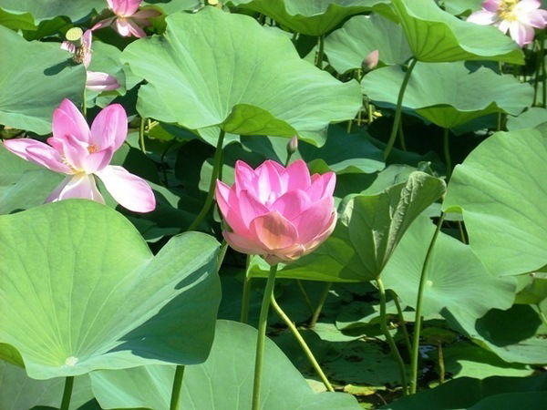 Надежда Колоколова