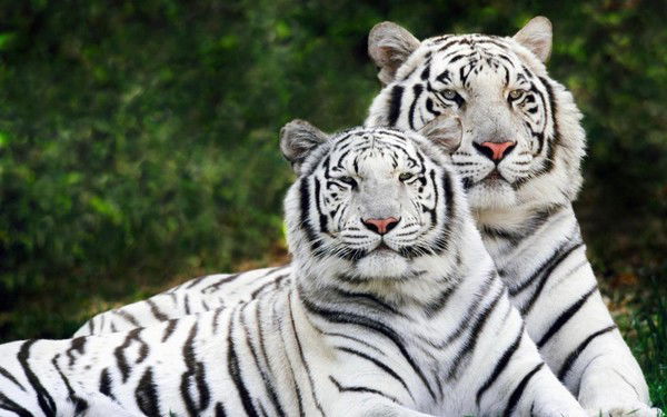 Клондайк Клондайк