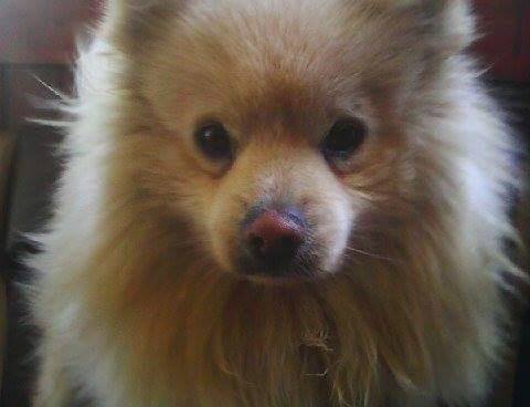 Viktória Nováková