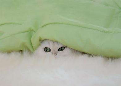 Ангелина Калинина