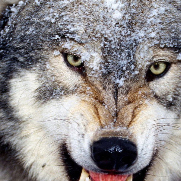 Иван Гетэнский