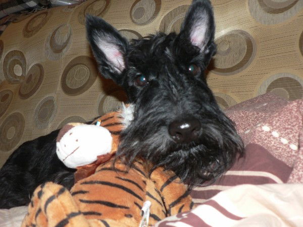 Елена Куделина